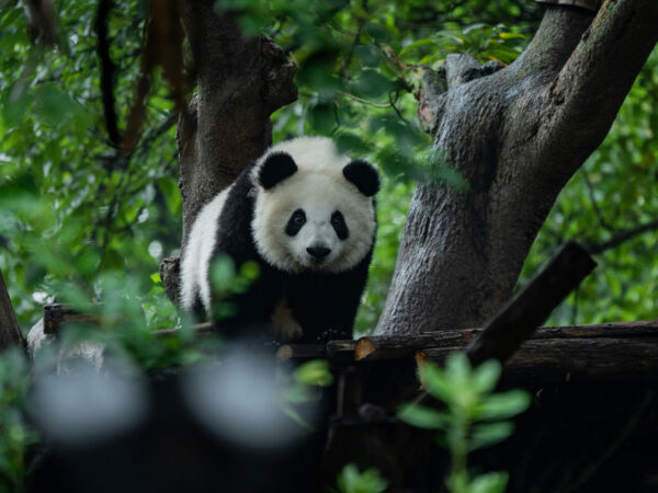 CHENGDU 4D3N