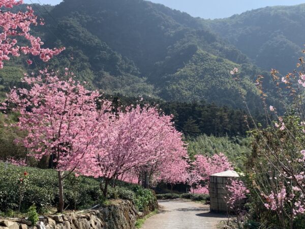 TAIWAN-LINE 9-TAIPEI CENTRAL TOUR HILLTOP HOMESTAY 5D4N