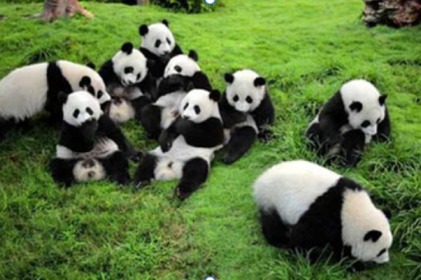 CHENGDU-DUJIANGYAN 4D3N